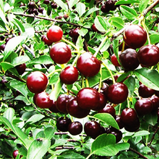 Romeo Dwarf Cherry