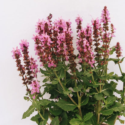 Rose Marvel Meadow Sage - LandscapeDirect
