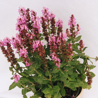 Rose Marvel Meadow Sage - LandscapeDirect