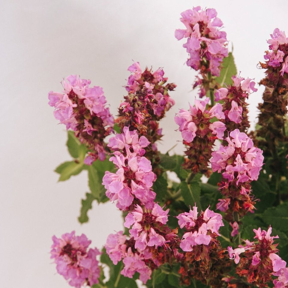 Rose Marvel Meadow Sage - LandscapeDirect