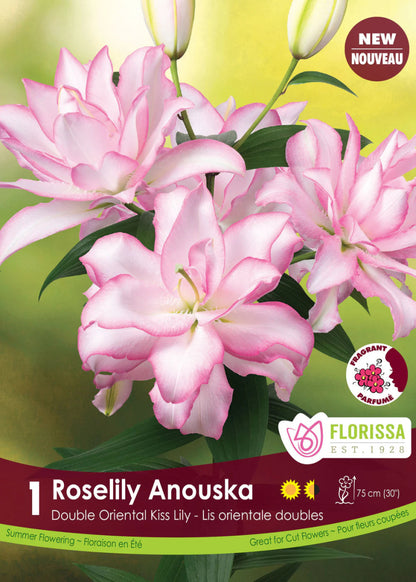 Roselily Anouska Double Oriental Lily - LandscapeDirect