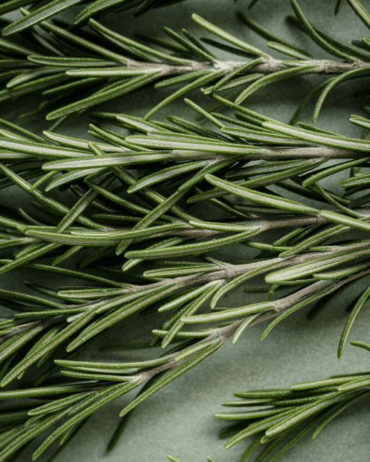 Rosemary - LandscapeDirect