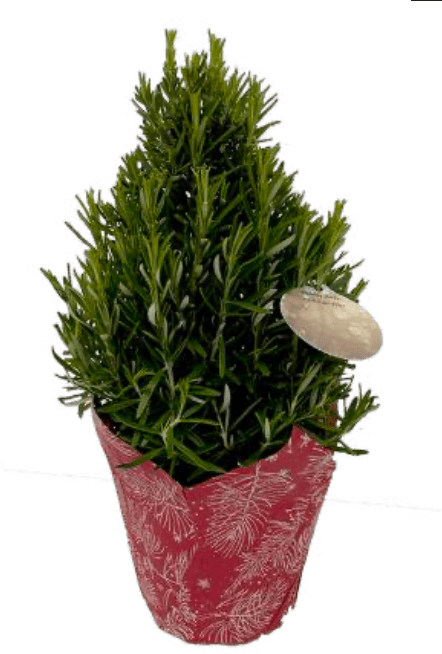 Rosemary Tree Pyramid - LandscapeDirect