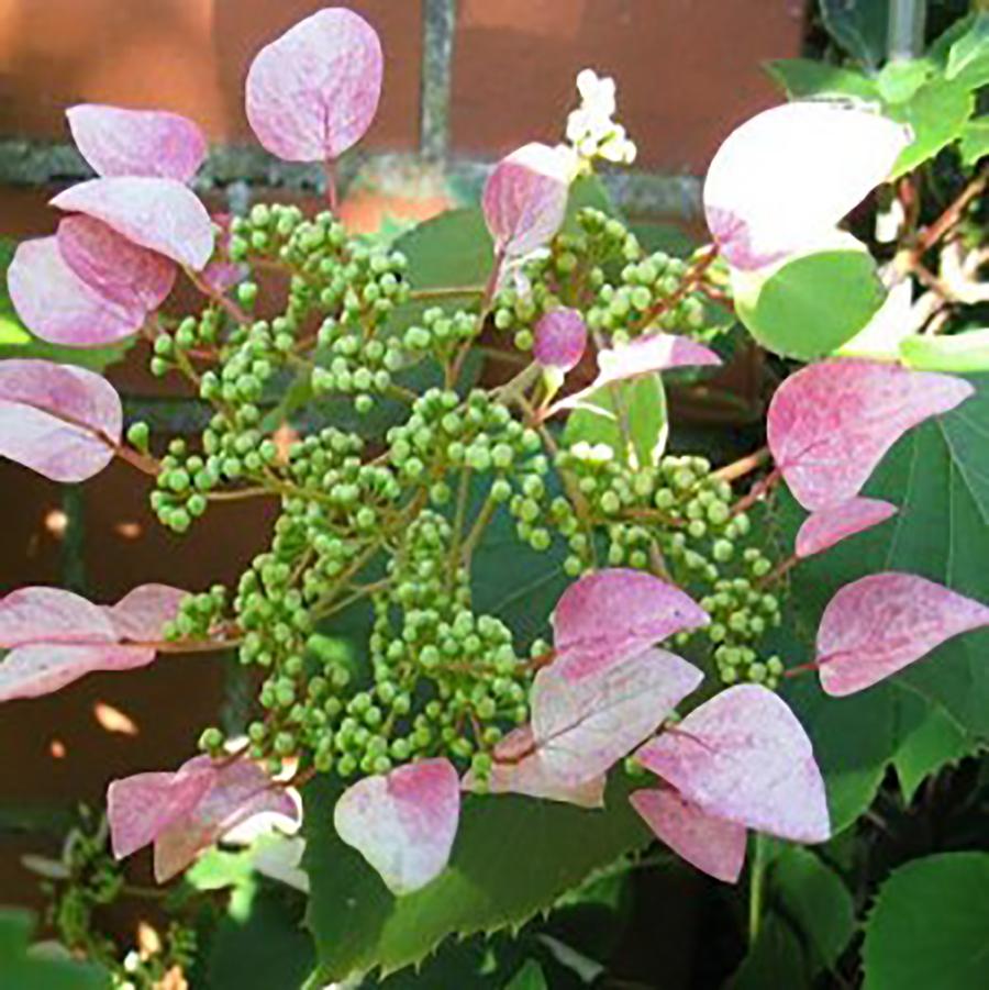 Roseum Japanese Hydrangea Vine – LandscapeDirect