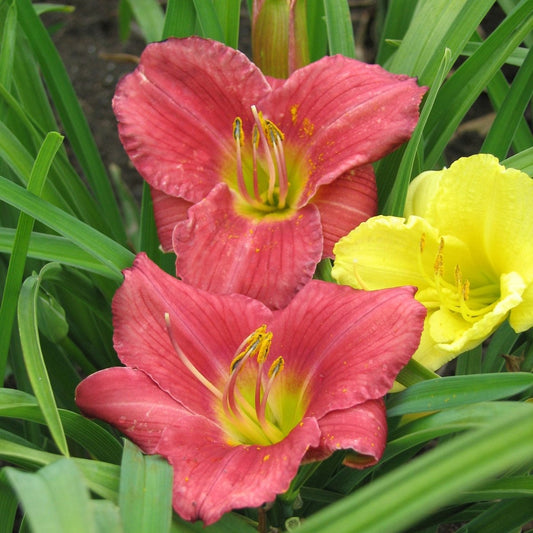 Rosy Returns Daylily - LandscapeDirect