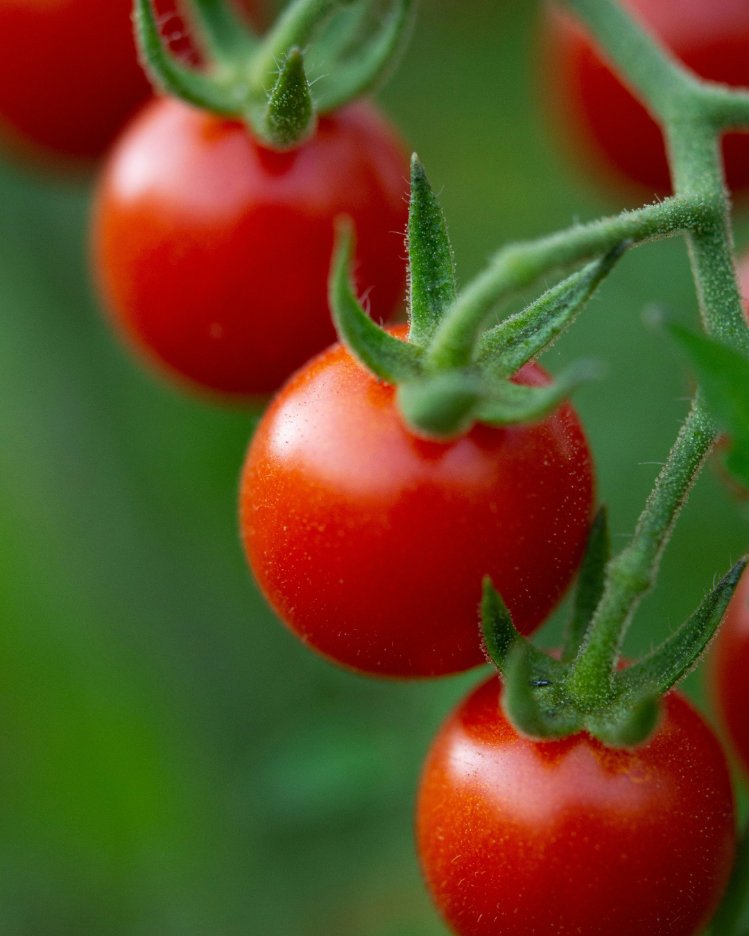 Tomate cerise rouge Sweet Million