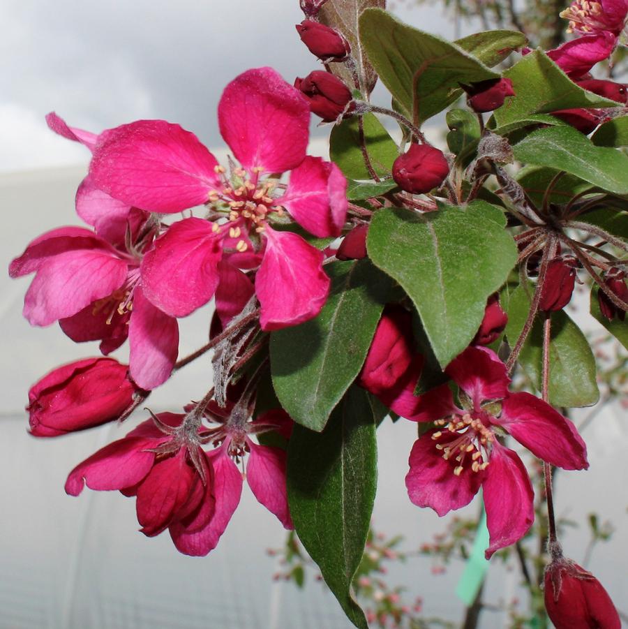 Royal Mist Crabapple - LandscapeDirect