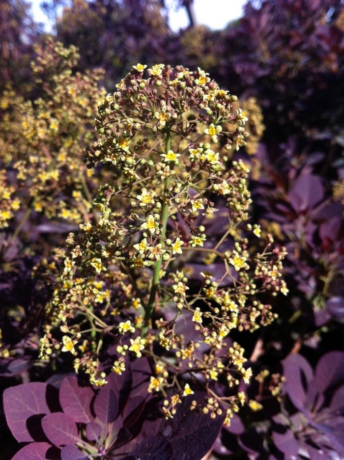Royal Purple Smoke Tree - LandscapeDirect