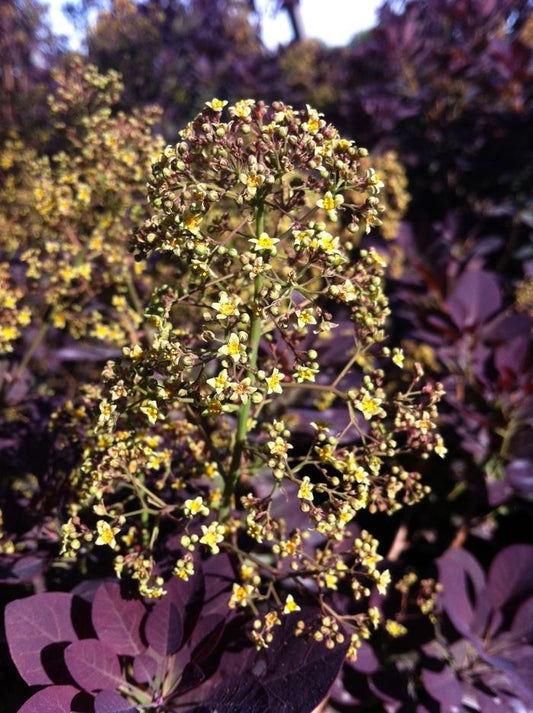 Royal Purple Smoke Tree - LandscapeDirect
