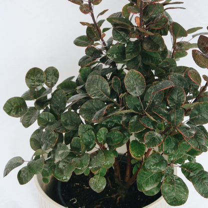 Royal Purple Smokebush - LandscapeDirect