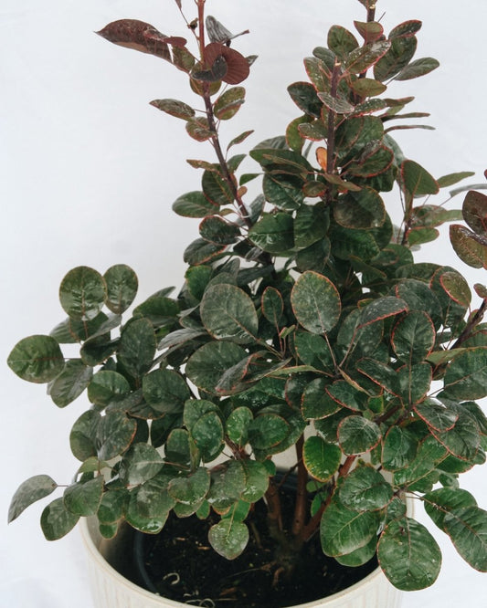 Royal Purple Smokebush - LandscapeDirect