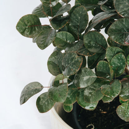 Royal Purple Smokebush - LandscapeDirect