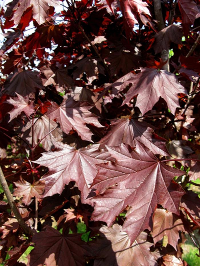 Royal Red Norway Maple – LandscapeDirect