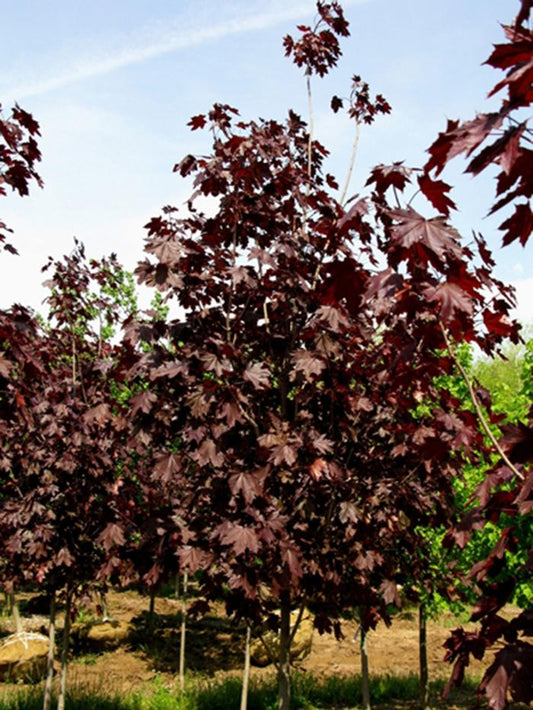 Royal Red Norway Maple - LandscapeDirect