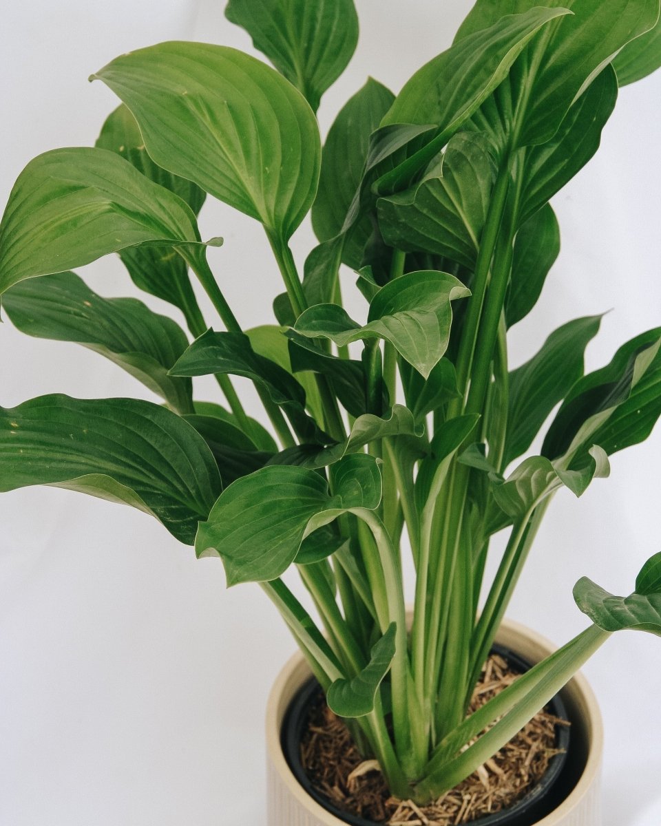 Royal Standard Plantain Lily - LandscapeDirect