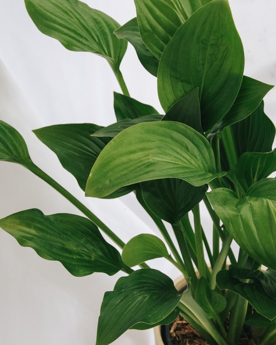 Royal Standard Plantain Lily - LandscapeDirect