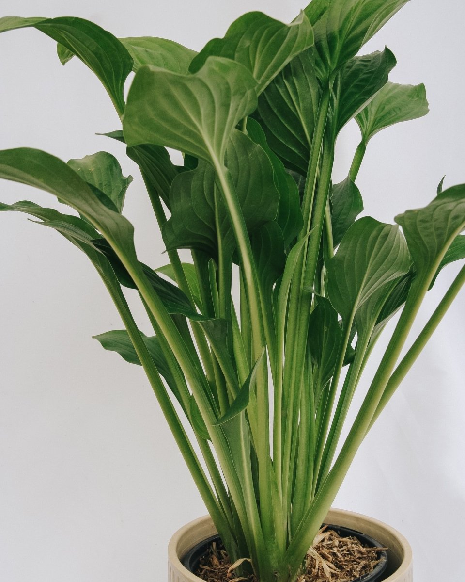 Royal Standard Plantain Lily - LandscapeDirect