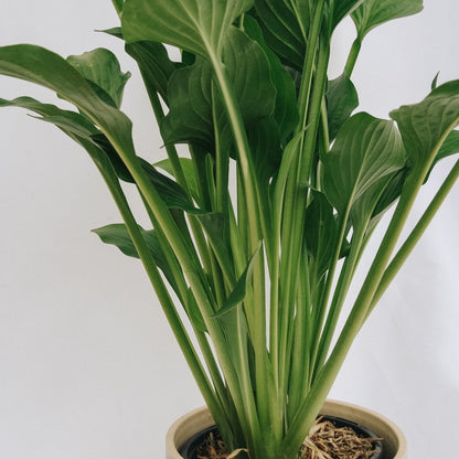Royal Standard Plantain Lily - LandscapeDirect