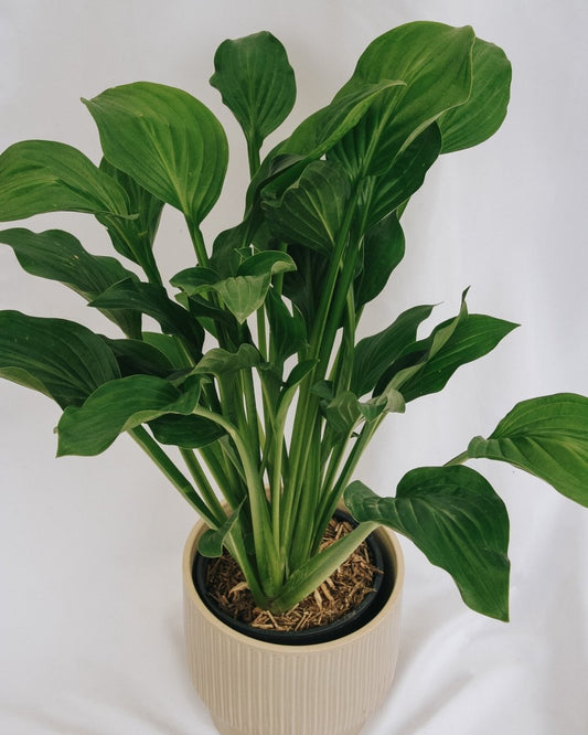 Royal Standard Plantain Lily - LandscapeDirect