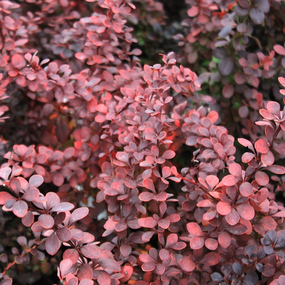 Ruby Carousel Japanese Barberry - LandscapeDirect