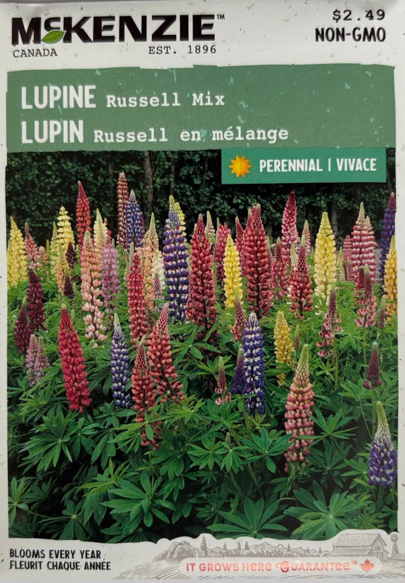 Russell Mix Lupine - LandscapeDirect