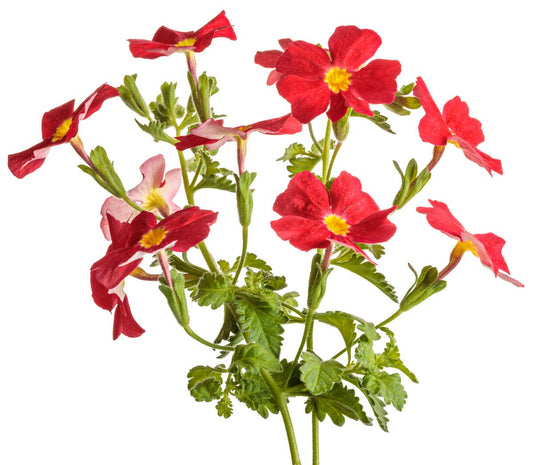 Safari Lava Flow Jamesbrittenia - LandscapeDirect