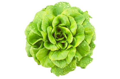 Salanova® Butterhead Green Lettuce - LandscapeDirect