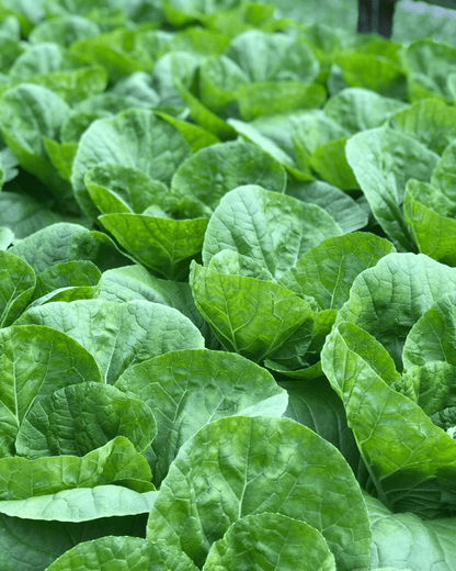 Salanova Crispy Green Lettuce - LandscapeDirect