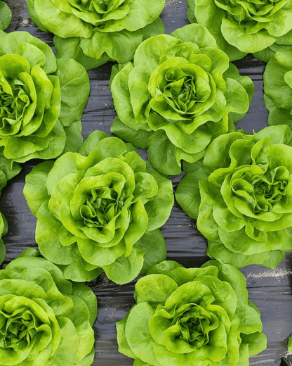Salanova Crispy Green Lettuce - LandscapeDirect