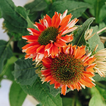 Salsa Red Coneflower - LandscapeDirect
