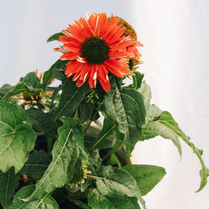 Salsa Red Coneflower - LandscapeDirect