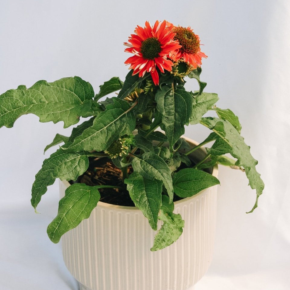 Salsa Red Coneflower - LandscapeDirect