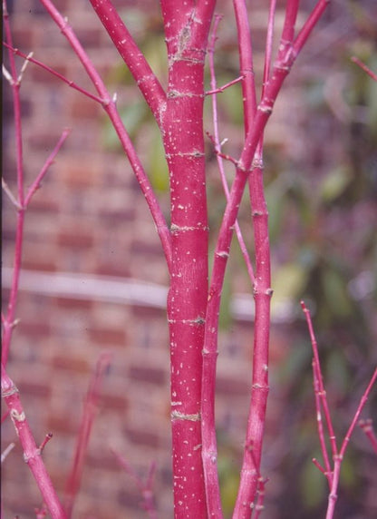 Sango Kaku Coral Bark Japanese Maple - LandscapeDirect
