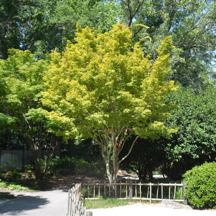 Sango Kaku Coral Bark Japanese Maple - LandscapeDirect