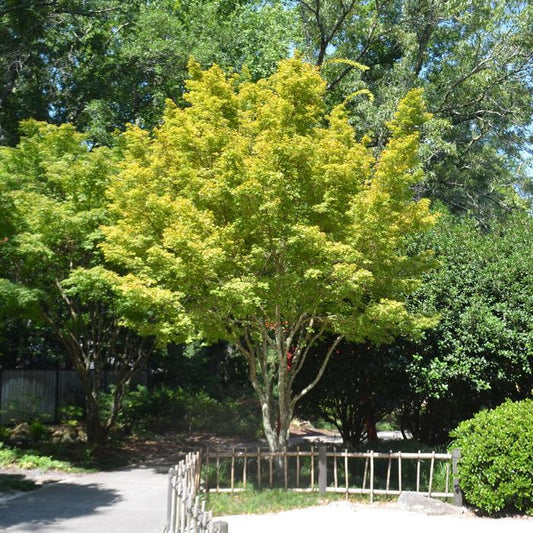 Sango Kaku Coral Bark Japanese Maple - LandscapeDirect