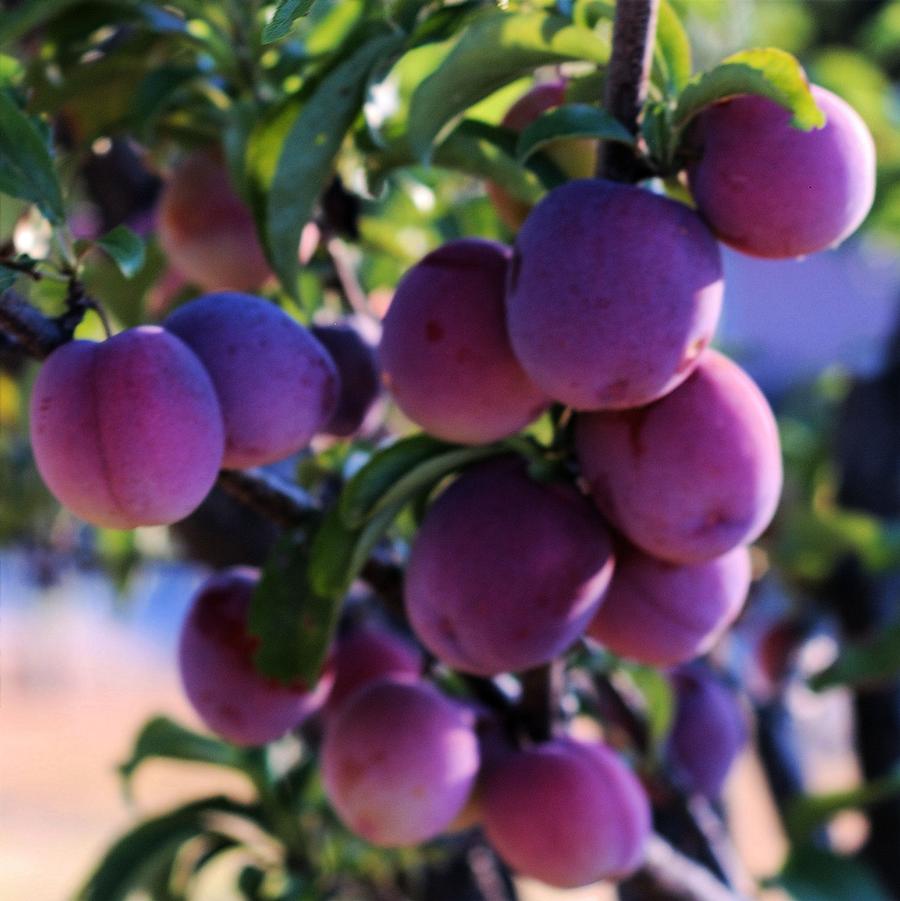 Santa Rosa Plum