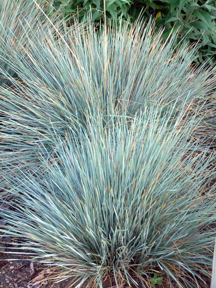 Sapphire Blue Oat Grass - LandscapeDirect