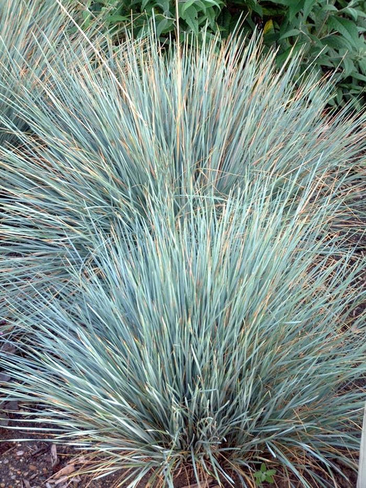 Sapphire Blue Oat Grass - LandscapeDirect
