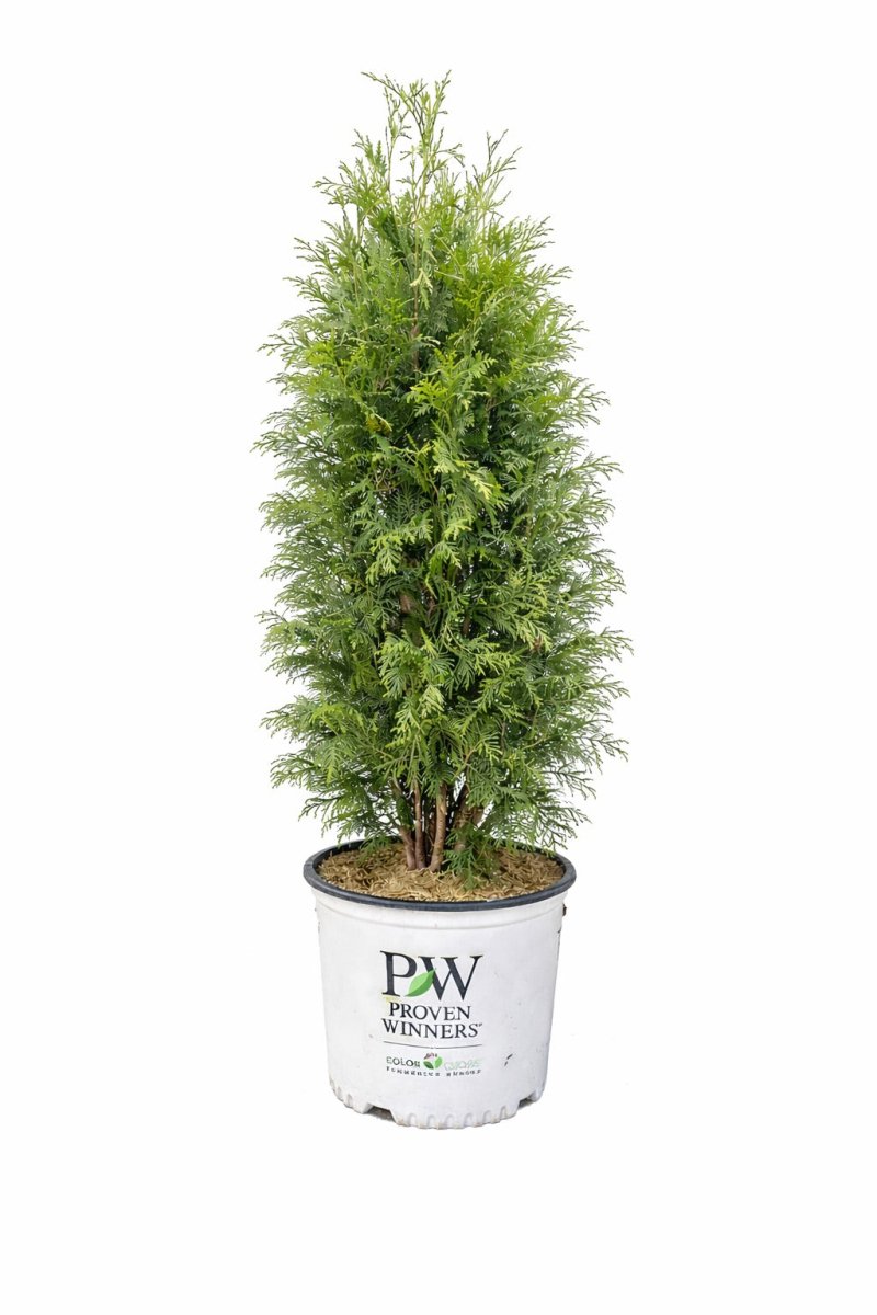 SASQUATCH™ Cedar - LandscapeDirect