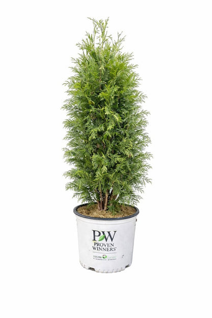 SASQUATCH™ Cedar - LandscapeDirect