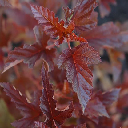 Satin Chocolate Ninebark - LandscapeDirect