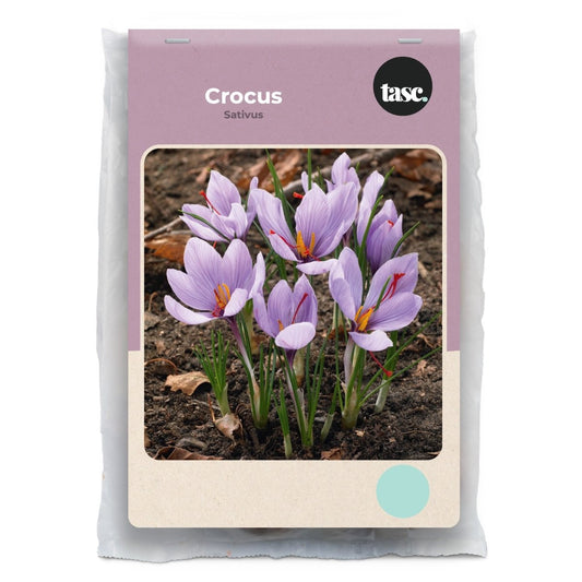 Sativus Crocus - LandscapeDirect