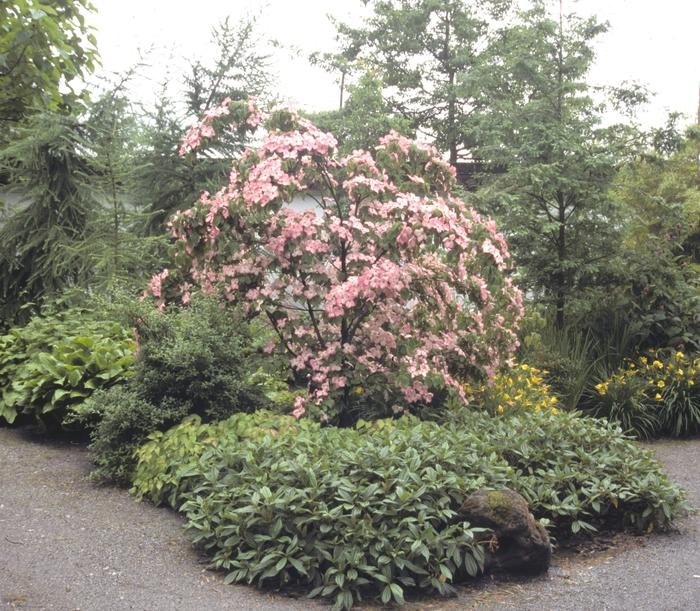 Satomi Dogwood - LandscapeDirect