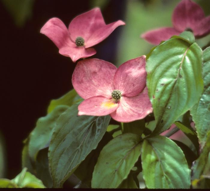 Satomi Dogwood - LandscapeDirect