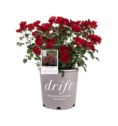 Scarlet Drift® Groundcover Rose - LandscapeDirect