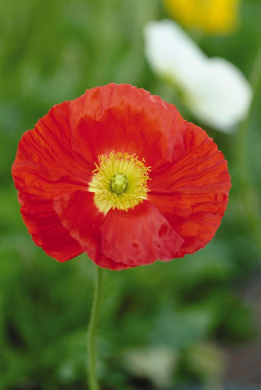 Scarlet Iceland Poppy - LandscapeDirect