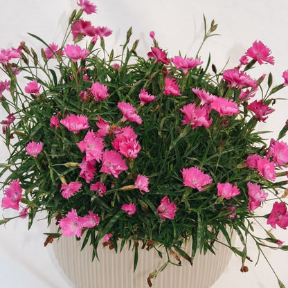 Scarlet Kahori Pinks - LandscapeDirect