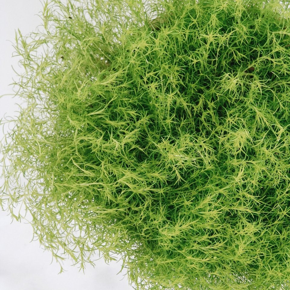 Scotch Moss - LandscapeDirect