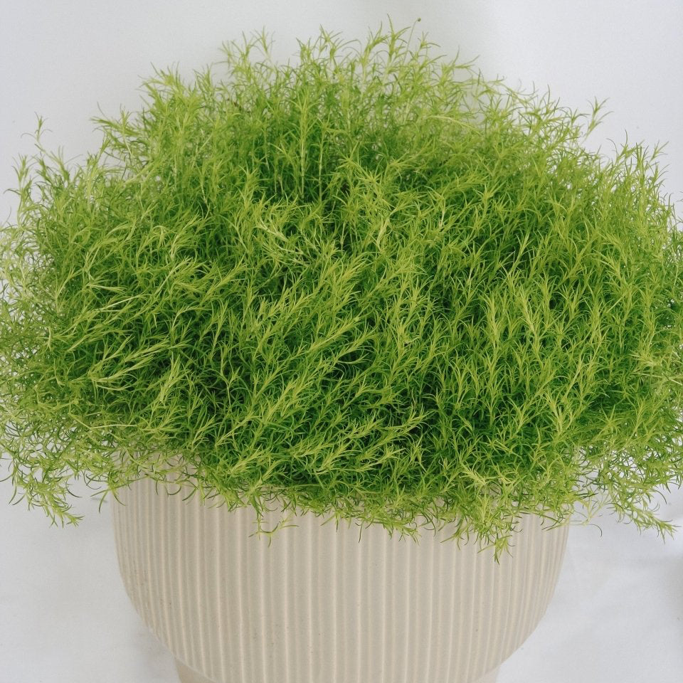 Scotch Moss - LandscapeDirect