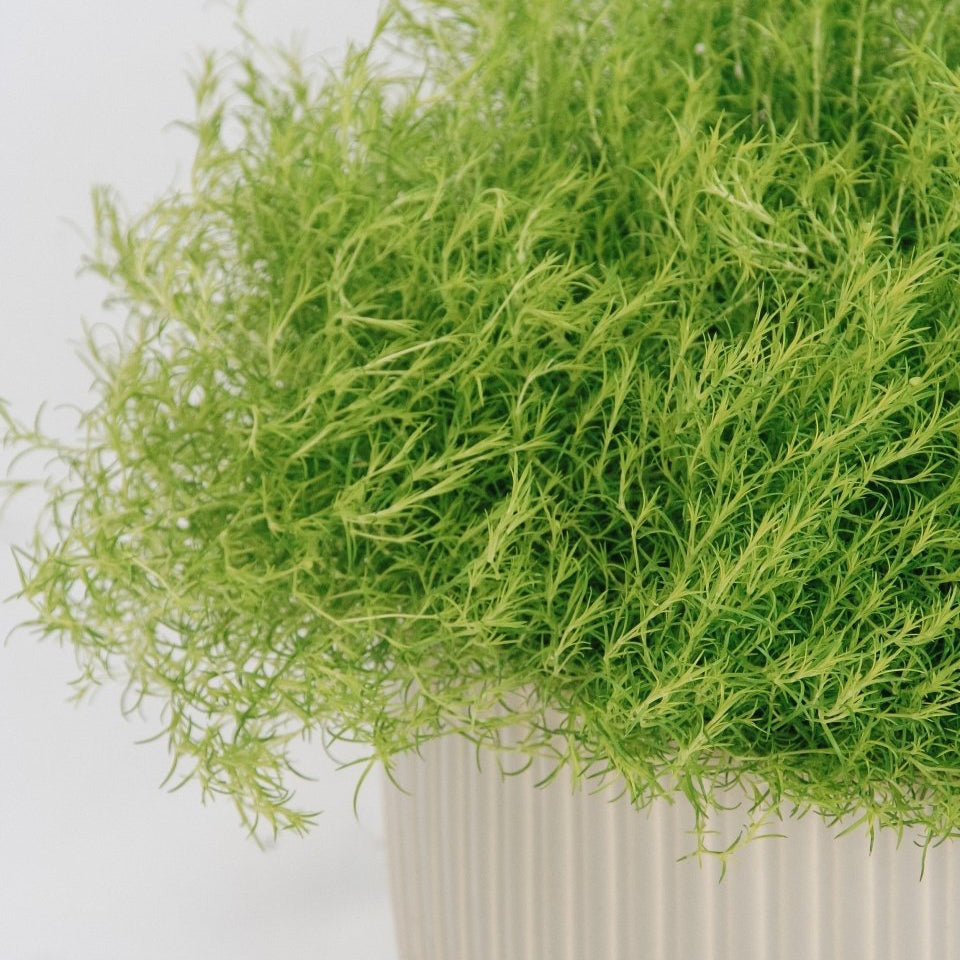 Scotch Moss - LandscapeDirect